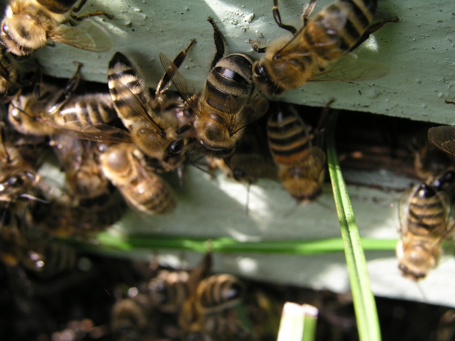 Homes Sometimes Need Bee Removal Orange County Services