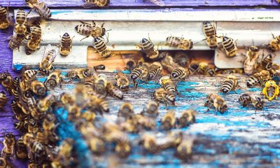 If You Live In Orange County, The Time May Come When You Need Bee Removal