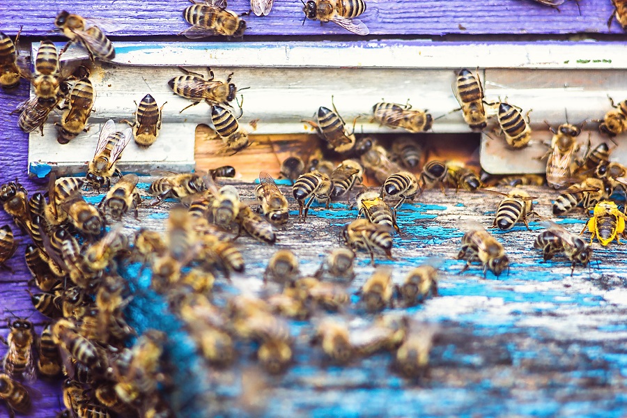 If You Live In Orange County, The Time May Come When You Need Bee Removal