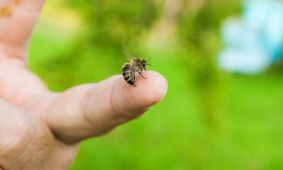 Orange-County-Residents-Need-Bee-Removal
