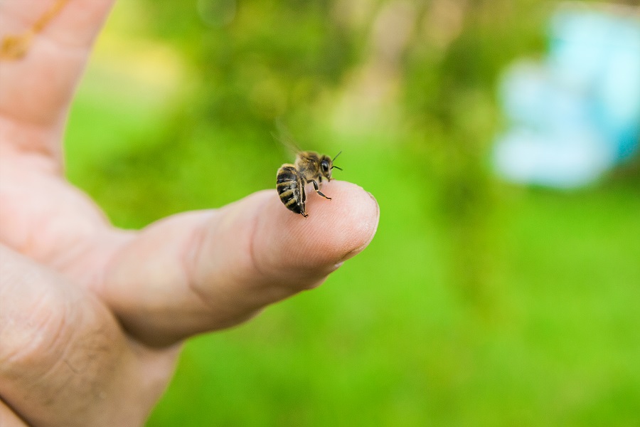 Orange-County-Residents-Need-Bee-Removal