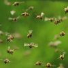 Orange-County-Calls-The-Professionals-When-They-Need-Bee-Removal