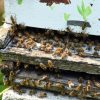 Orange-County-Must-Look-Into-Bee-Removal