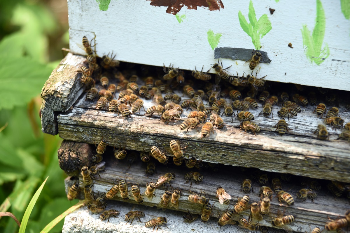 Orange-County-Must-Look-Into-Bee-Removal