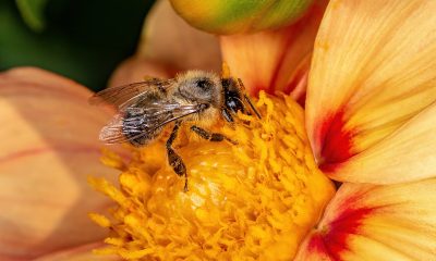 It-May-Be-Time-For-Bee-Removal-If-You-Find-Them-In-Your-Home-Orange-County