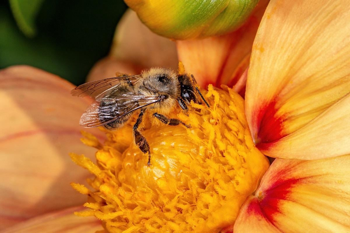 It-May-Be-Time-For-Bee-Removal-If-You-Find-Them-In-Your-Home-Orange-County