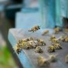 Orange-County-Residents-Sometimes-Need-Bee-Removal