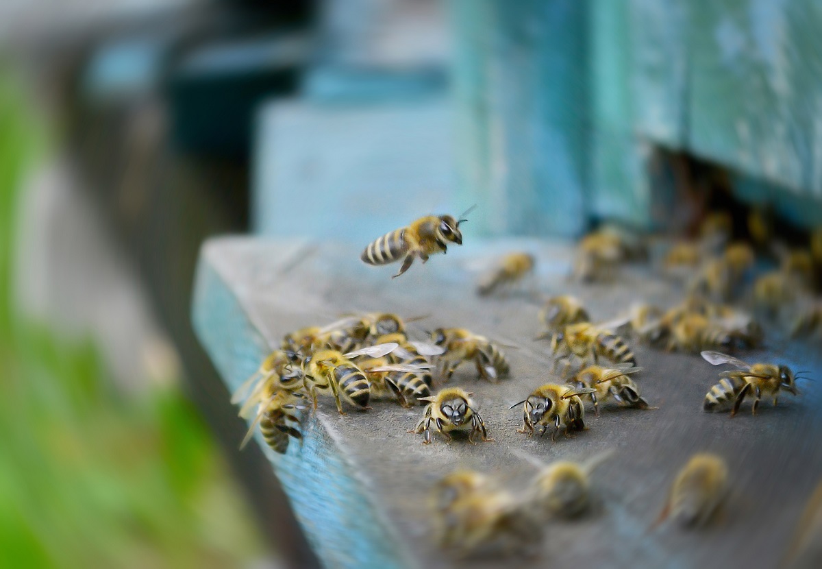 Orange-County-Residents-Sometimes-Need-Bee-Removal