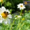 Bee-removal-orange-county-gives-advice-on-dealing-with-bees