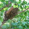 Bee-Removal-Orange-County-Can-Be-Challenging