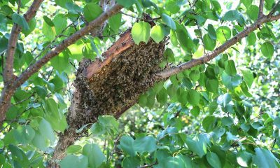 Bee-Removal-Orange-County-Can-Be-Challenging