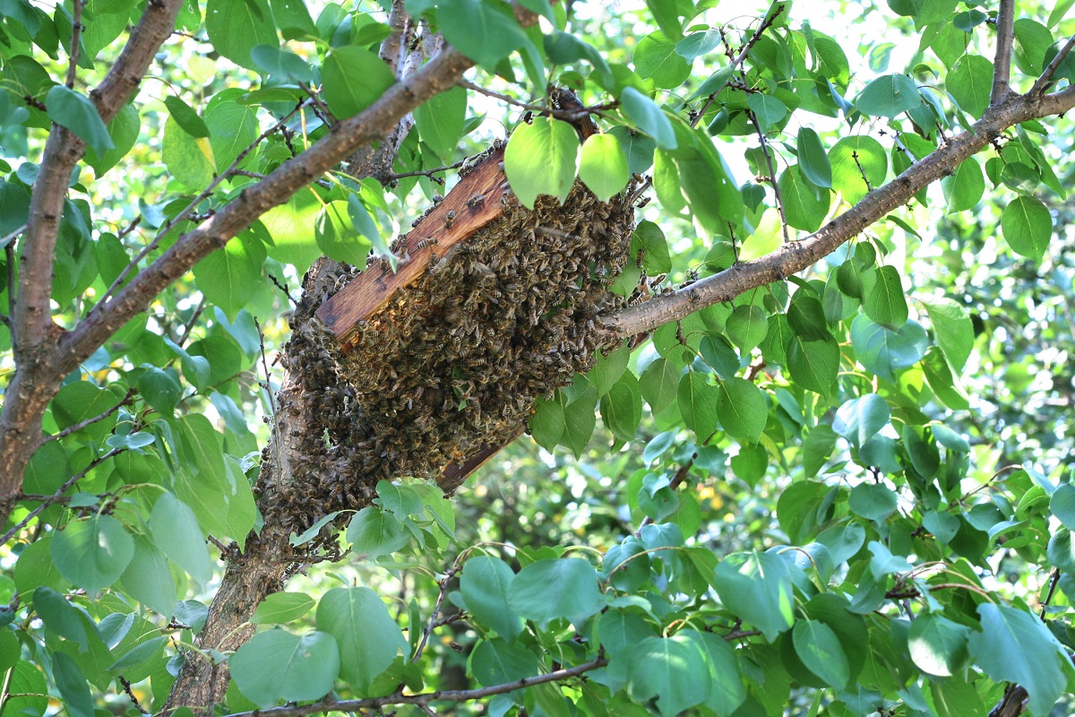 Bee-Removal-Orange-County-Can-Be-Challenging