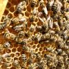 Bee-Removal-Orange-County-Involves-Safe-Transfer-Of-Bees