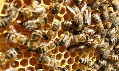 Bee-Removal-Orange-County-Involves-Safe-Transfer-Of-Bees