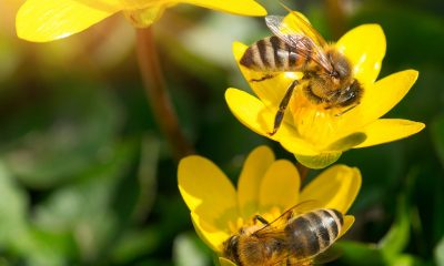 Orange-County-Bee-Removal-Is-A-Hard-Task