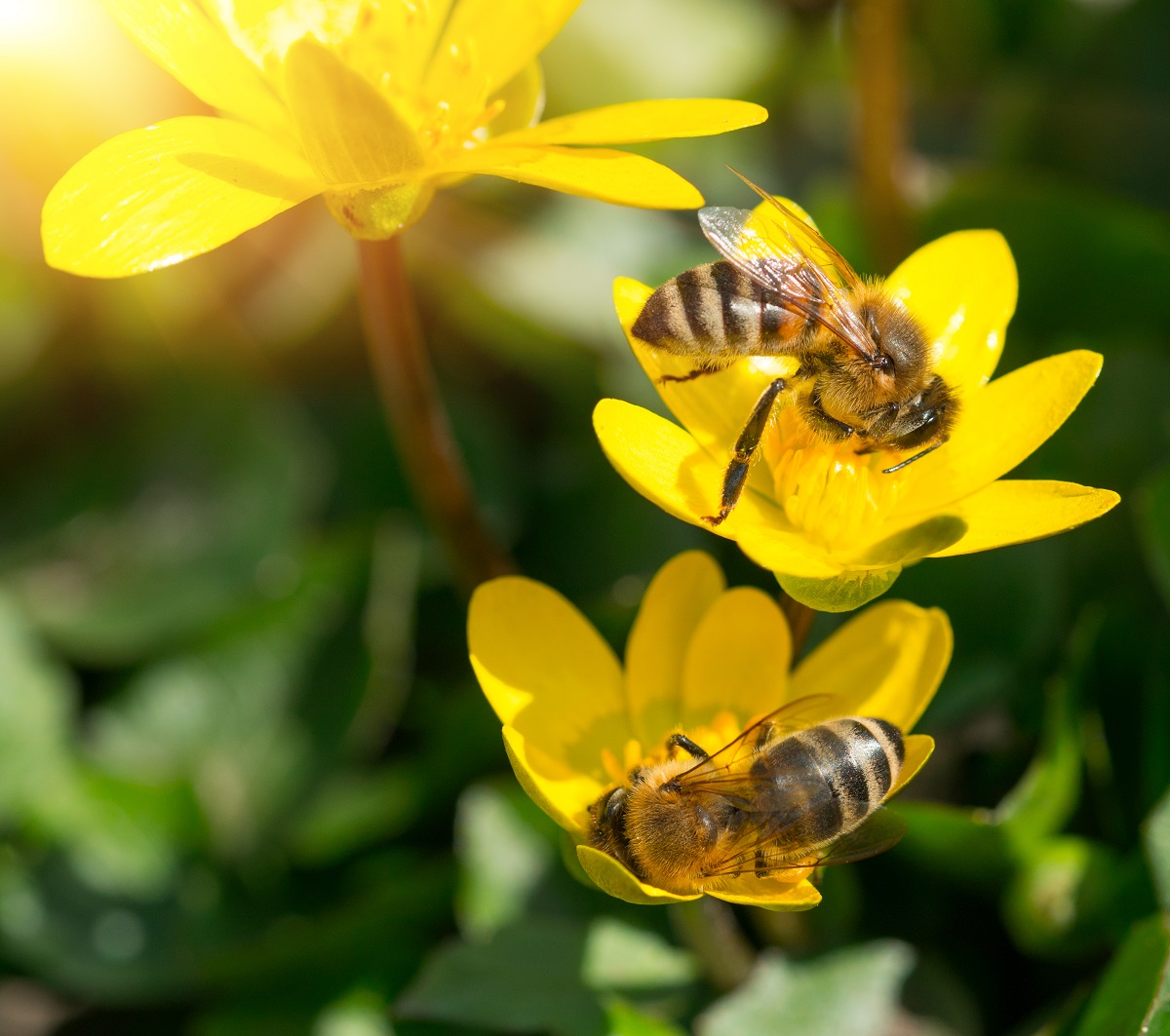 Orange-County-Bee-Removal-Is-A-Hard-Task