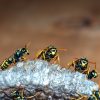 Wasp-and-Bee-Removal-In-Orange-County-Is-Not-An-Easy-Job