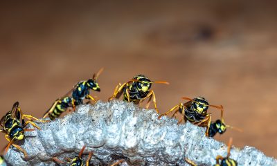 Wasp-and-Bee-Removal-In-Orange-County-Is-Not-An-Easy-Job