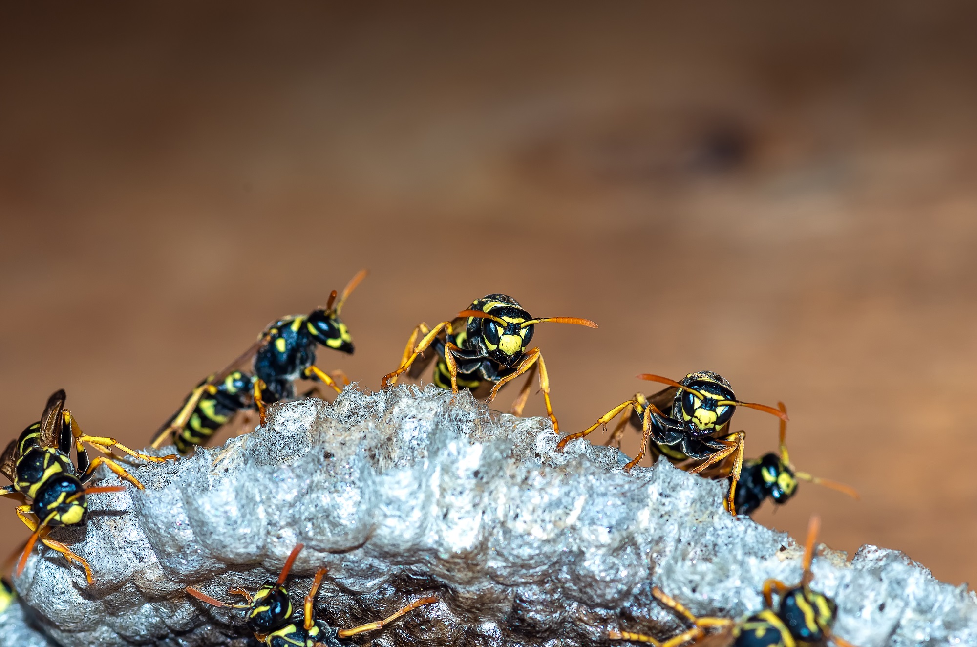 Wasp-and-Bee-Removal-In-Orange-County-Is-Not-An-Easy-Job