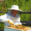 Avail-Bee-Removal-Services-in-Orange-County-For-your-safety