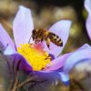 Bee-Removal-Service-Providers-In-Orange-County-Can-Protect-the-bees