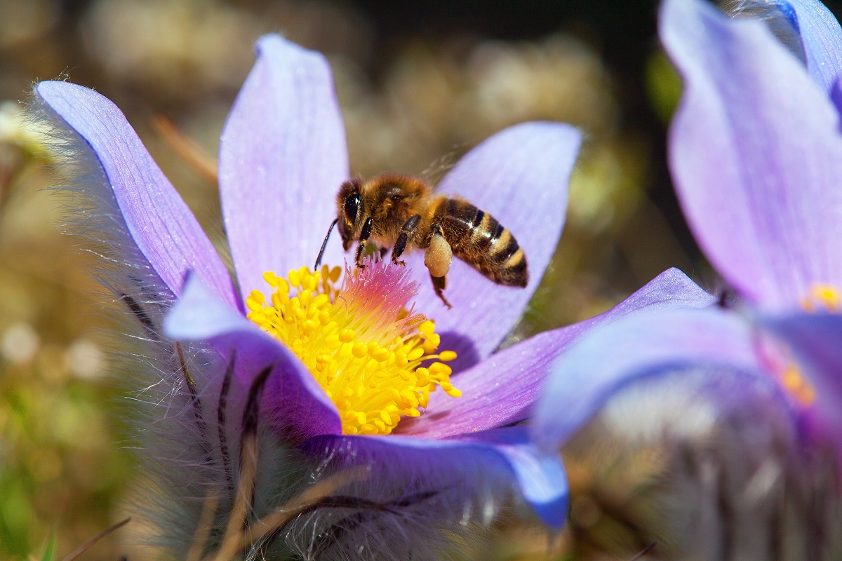 Bee-Removal-Service-Providers-In-Orange-County-Can-Protect-the-bees