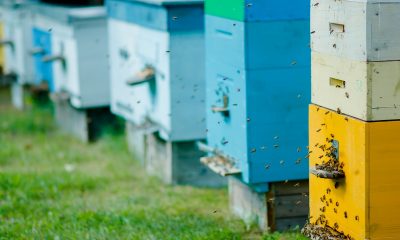 Bee-Removal-Service-Providers-Orange-County-Can-Tell-You-What-It-Takes-To-Create-a-Bee-Hotel