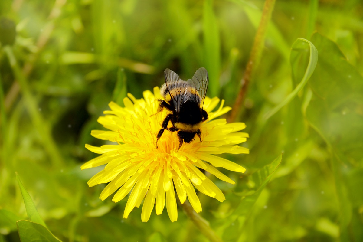 Bee Removal Services Orange County Is A One-Stop Bee Solutions