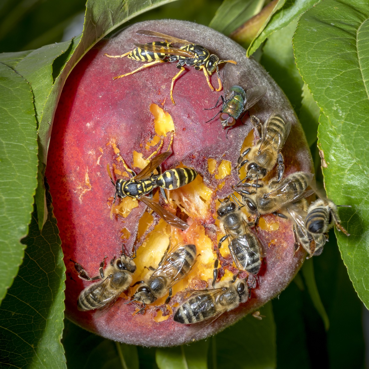 Learn-How-To-Coexist-With-Bees-According-To-Bee-Removal-Orange-County-Professionals