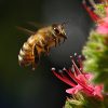 Follow-these-simple-remedies-for-the-Bee-removal-Orange-County