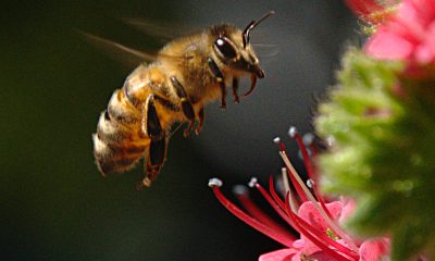 Follow-these-simple-remedies-for-the-Bee-removal-Orange-County