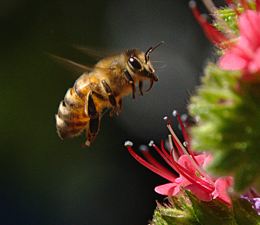 Follow-these-simple-remedies-for-the-Bee-removal-Orange-County