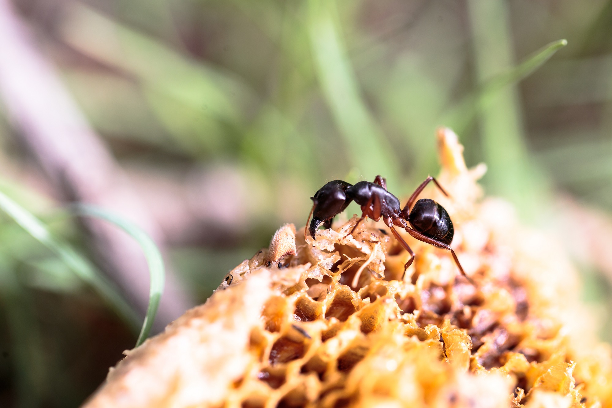 Remove-Beehive-bugs-with-the-help-of-Bee-Removal-In-Orange-County