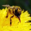 Ask-Orange-County-Bee-Removal-Professionals-for-facts-about-bees