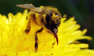 Ask-Orange-County-Bee-Removal-Professionals-for-facts-about-bees
