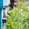 6-Natural-Bee-Removal-Tips