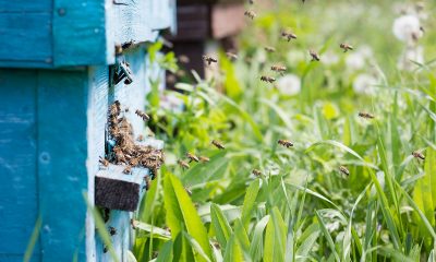 6-Natural-Bee-Removal-Tips