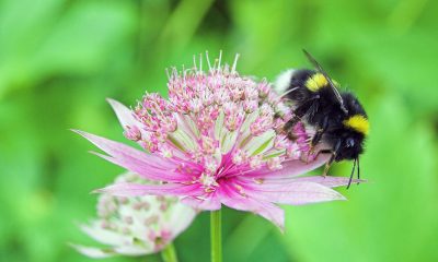 Discriminating-Bees-Can-Be-Critical-For-Bee-Removal-In-Orange-County