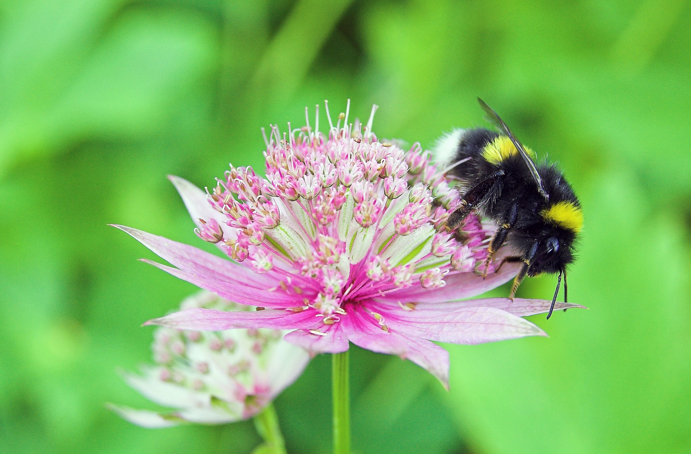 Discriminating-Bees-Can-Be-Critical-For-Bee-Removal-In-Orange-County