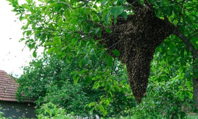 You-Need-Expert-Bee-Removal-In-Orange-County-To-Prevent-Bee-Home-Invasion