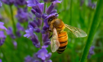 Best-Way-to-Accomplish-Bee-Removal-in-Orange-County