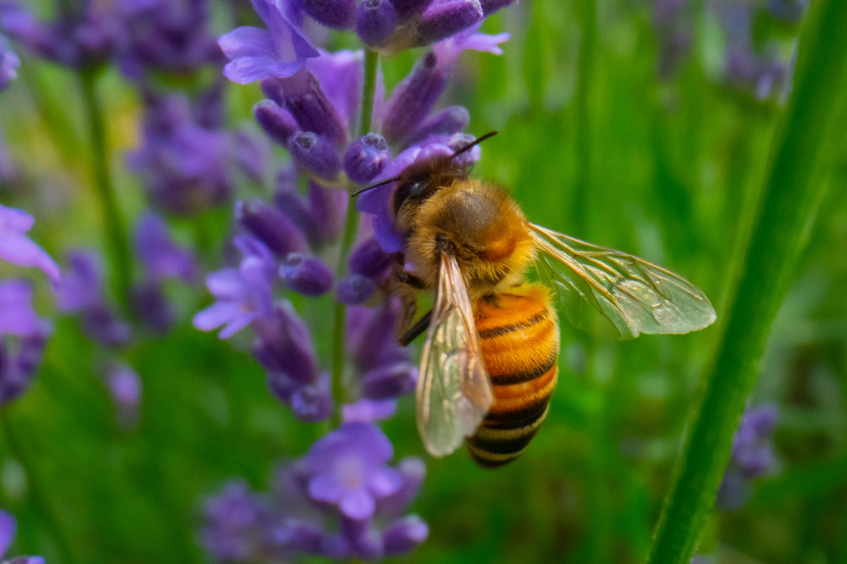 Best-Way-to-Accomplish-Bee-Removal-in-Orange-County