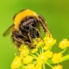 Removal-Of-Stinging-Bees-In-Orange-County