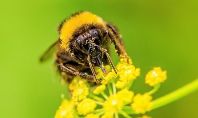 Removal-Of-Stinging-Bees-In-Orange-County