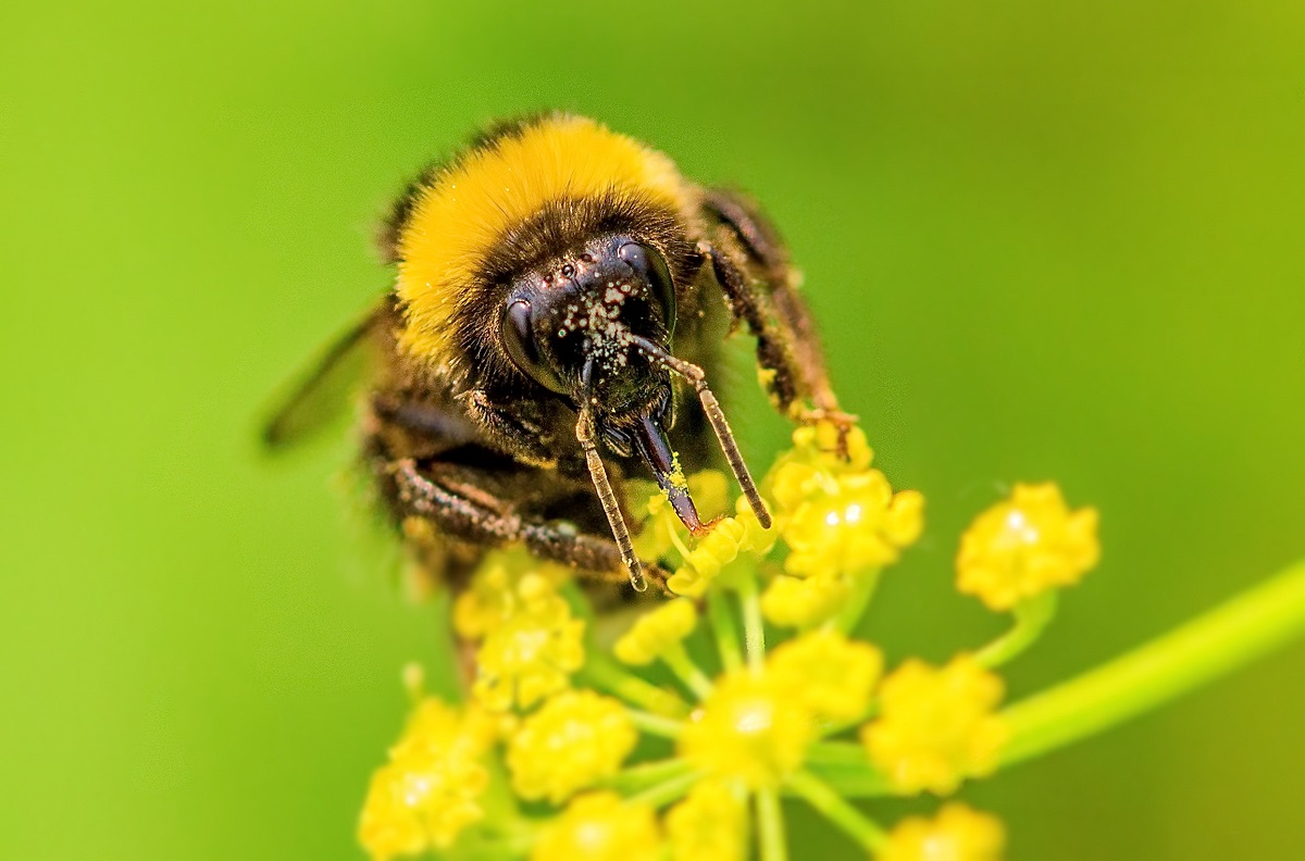 Removal-Of-Stinging-Bees-In-Orange-County