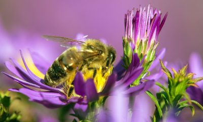 Understand-Why-Bee-Removal-in-Orange-County-is-an-Important-Job.