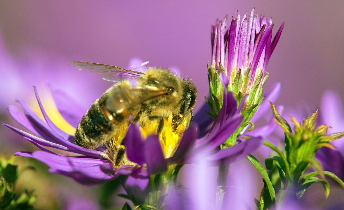 Understand-Why-Bee-Removal-in-Orange-County-is-an-Important-Job.