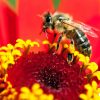 Listen-to-Bee-Removal-Orange-County-Experts-When-Treating-Your-Bee-Sting