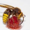 Learn-All-About-the-Murder-Hornet-from-Bee-and-Wasp-Removal-Experts