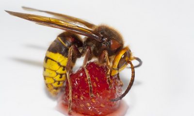 Learn-All-About-the-Murder-Hornet-from-Bee-and-Wasp-Removal-Experts